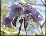 grounding flower essence spray